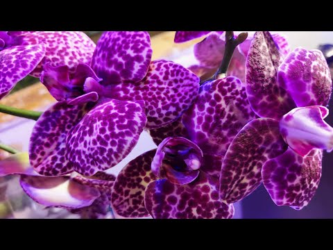 Видео: Орхидея Фаленопсис Дикий кот.  Описание и уход