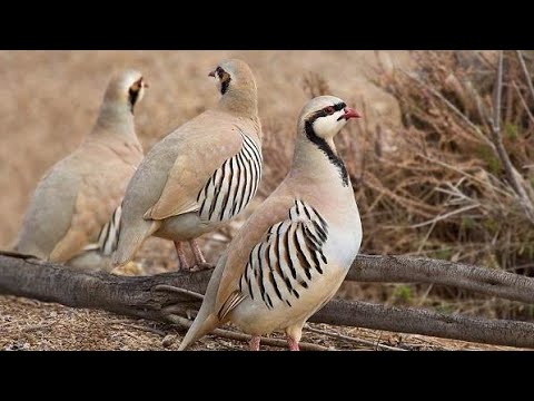 Видео: ОХОТА НА ГОРНУЮ КУРОПАТКУ КЕКЛИК В АРМЕНИИ