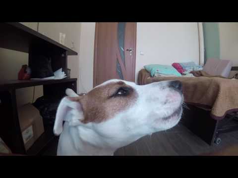 Видео: Джек Рассел терьер ОДИН ДОМА. Что происходит, когда хозяин уходит? Снуппи!
