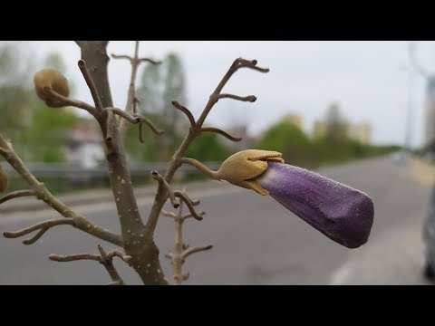 Видео: Едем в гости к Анне Павловне. Или просто - к Павловнии) 15 апреля