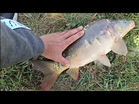 Видео: Рыбалка, Ставропольский край, хутор Кунаковский, карп на пьяную кукурузу...ЗАРЫБЛЕНИЕ!!! 25.05.2023г