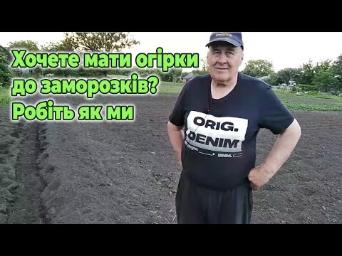 Видео: Хочете мати огірки до заморозків? Робіть як ми!