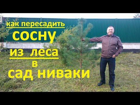 Видео: Как пересадить сосну из леса в сад ниваки.