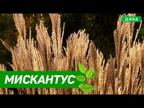 Видео: Декоративный мискантус | Весенняя обрезка | Добрый Сад