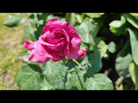 Видео: Чем можно вызвать рост базальных побегов у розы в летнее время