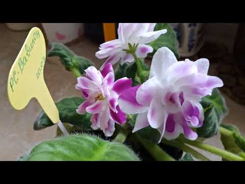 Видео: Сорт фиалки  РС-Вавилон