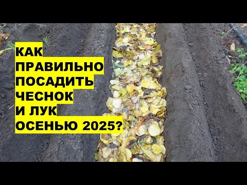 Видео: Как Правильно Посадить Чеснок Осенью 2025, чтобы Был Богатый Урожай?!