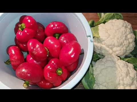 Видео: ЕЛАТЕ С НАС ЗА ОРЕХИ В ГОРАТА/ РЕЦЕПТА ЗА ЗЕЛЕНО ДОМАТИ И ЦАРСКА САЛАТА