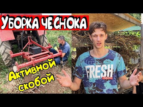 Видео: Выкопка ЧЕСНОКА активной СКОБОЙ дождливым летом