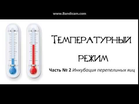 Видео: Инкубационный режим перепелиных яиц - (часть 2)