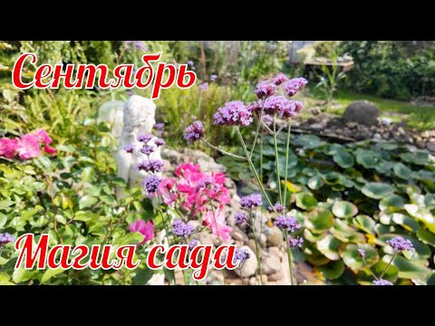 Видео: Сентябрь Магия сада