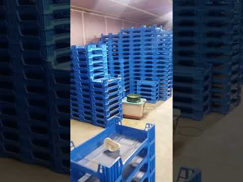 Видео: Экскурсия на ферму по разведению мучных червей — первая полноценная экскурсия по новому объекту