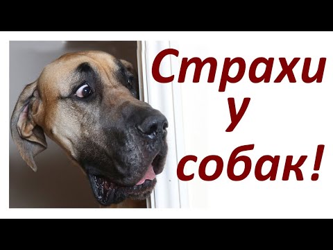 Видео: 323. Страх у собаки / Собака боится
