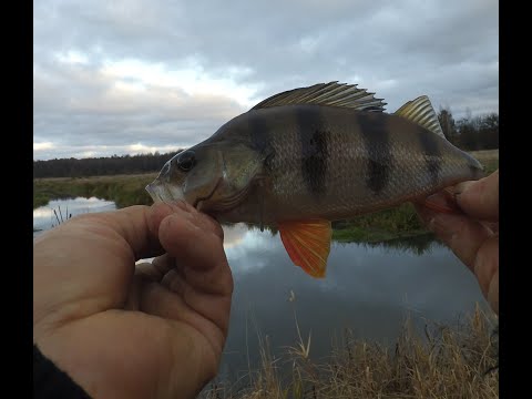 Видео: Рыбалка на боковой кивок в ноябре.  Клёв окуня и щуки на мормышку. Осенняя рыбалка.