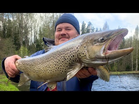 Видео: СХВАТКА С ТРОФЕЙНЫМ ЛОСОСЕМ КЛЮНУЛА РЫБА МЕЧТЫ Ловим Дикую Форель на Воблеры | КУМЖА Рыбалка на Реке