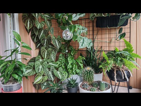 Видео: Зелёный балкон | Закрываю сезон | Всех показываю 