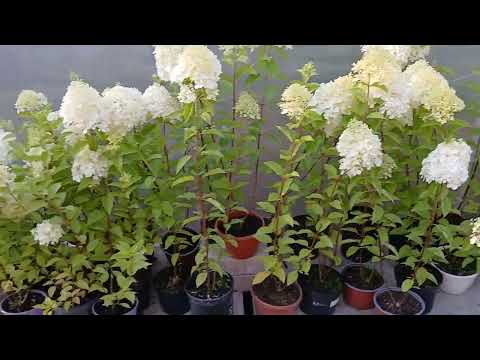 Видео: Гортензия в начале цветения 