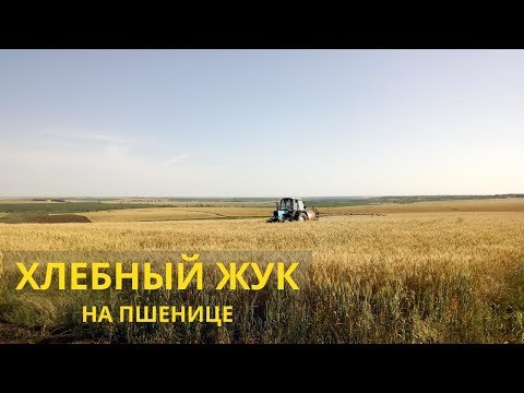 Видео: Хлебный жук кузька на озимой пшенице. Опрыскивание инсектицидом