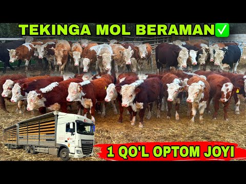 Видео: TEKINGA MOL BERAMAN 1 QO’L JOYI👍👍👍8 октября 2025 г.