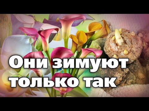 Видео: Каллы. Как подготовить к зимовке, выкопать и хранить