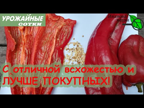 Видео: ПОЧЕМУ Я ТАК ДЕЛАЮ? Как получить семена с хорошей всхожестью. Полная инструкция.
