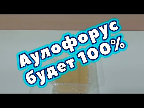 Видео: Аулофорус будет 100%