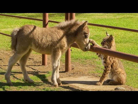 Видео: Запечатлено на камеру: невероятная связь моей спасённой рыси с другими животными