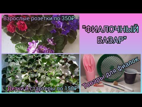 Видео: "ФИАЛОЧНЫЙ БАЗАР". Продажа фиалок (детки/стартеры/пасынки/взрослые розетки). Товары для фиалок.