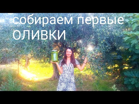 Видео: 48. Дом на ХУТОРЕ. РЕМОНТ.  Собираем и консервируем первые ОЛИВКИ.
