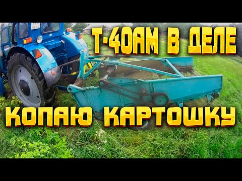 Видео: Копаю картошку на Т-40АМ