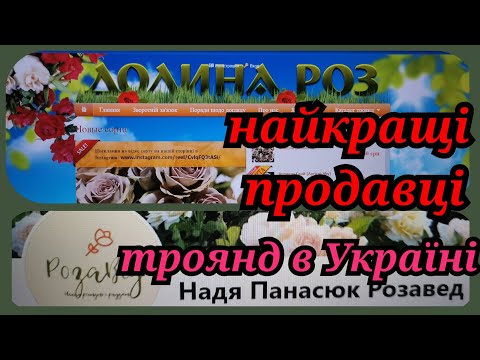 Видео: Топові продавці троянд - топові сорти і якість ❤️🔥