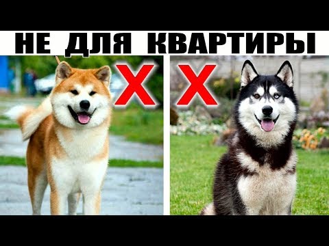 Видео: 5 Крупных пород собак которые не подходят для содержания в квартире