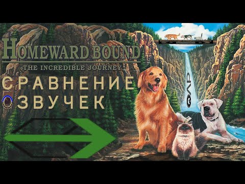 Видео: [СРАВНЕНИЕ ОЗВУЧЕК] Дорога домой: Невероятное путешествие