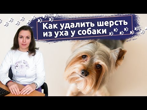 Видео: Будни грумера: Как удалить шерсть из уха у собаки | Ветклиника "В добрые руки"