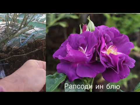 Видео: Питомник роз "Александра", распаковка посылки. А в конце, птичка-синичка)))