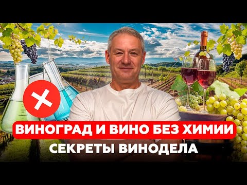 Видео: Как вырастить виноград без химии и сделать натуральное вино! Секреты от ВИНОДЕЛА!