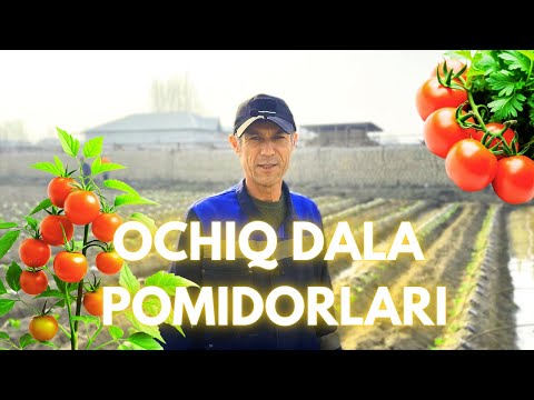 Видео: Очиқ Дала Помидор Экиш 0-дан | Ochiq Dala Pomidor Ekish 0-dan