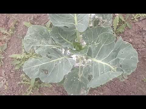 Видео: Капустная моль!sos!