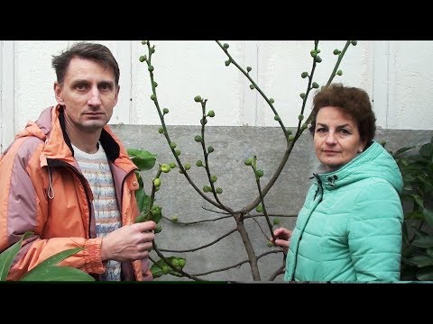 Видео: Как вырастить инжир дома  Домашняя оранжерея