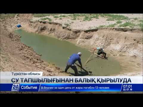Видео: Түркістан облысында ағын су тапшылығынан балық қырылуда
