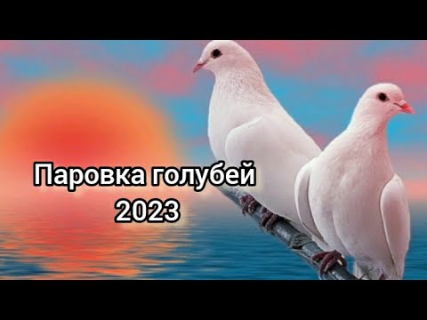 Видео: паровка голубей 2023 года