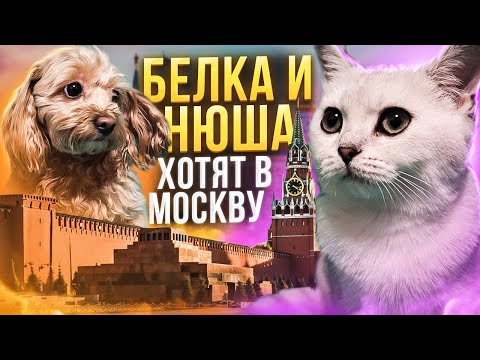 Видео: БЕЛКА И НЮША ХОТЯТ В МОСКВУ /ПОКОРМИЛИ ПТИЧЕК /ЛАЙКИ LIKE#cat