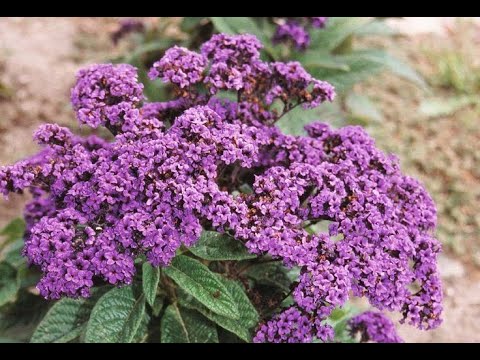 Видео: Выращивание гелиотропа  из семян.#гелиотроп #цветы #рассада #выращивание #гелиотропизсемян