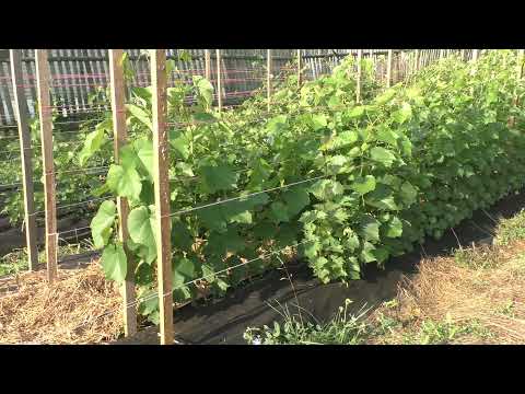 Видео: Как растет виноградная школка