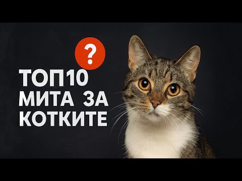 Видео: 10 мита за котките, които са пълна лъжа 🐱🚫