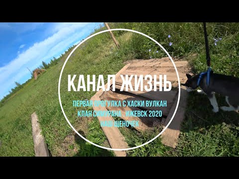 Видео: Первая Прогулка с Хаски Вулкан. Клан Симурана. Ижевск 2020. Наш щеночек.