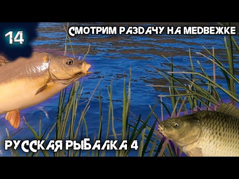 Видео: Русская рыбалка 4 - Проверяю раздачу на Медвежке. Активный клёв [#14]