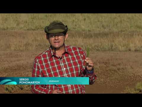 Видео: Коргалжынский заповедник