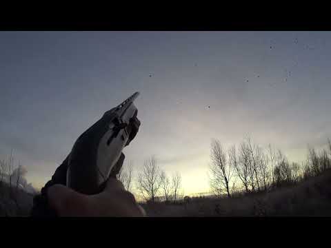 Видео: Беретта Урика и вороны.
