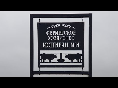Видео: Коровы в прошлом и будущем. Выращивание зерновых и ягодных культур. КФХ Бабкена Испиряна.
